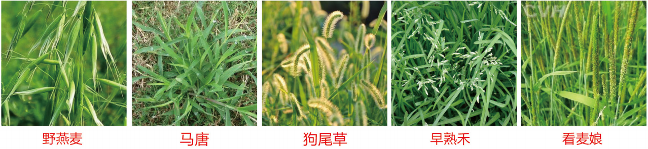 1664334384749426.png 31-31.png